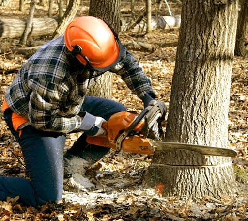 Tree Removal in Goodwine, IL